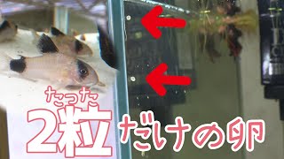 コリドラスパンダ繁殖 2粒の卵を育てる アクアリウム Youtube コリドラスパンダ繁殖 2粒の卵を育てる アクアリウム Youtube