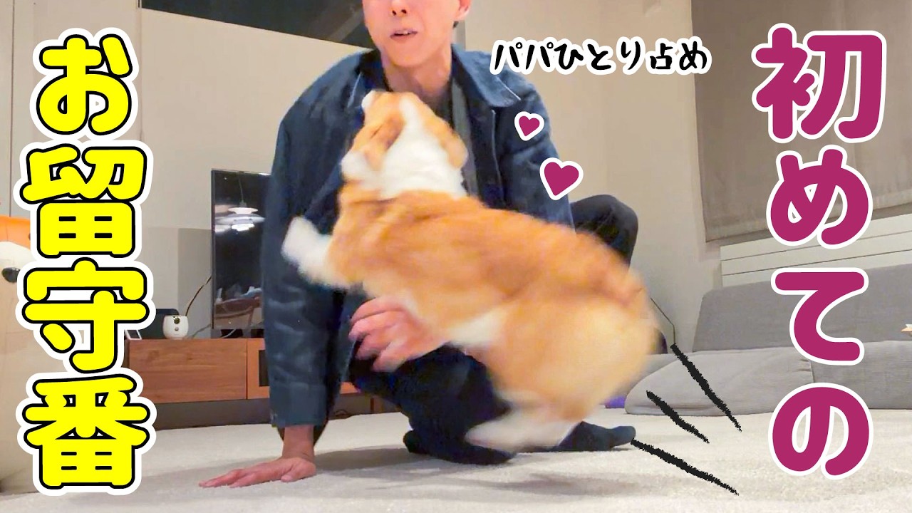 ママがいない2日間…大好きなパパとふたり暮らしが始まりました【コーギー】