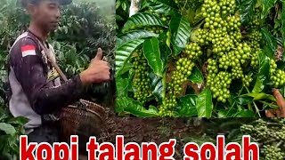 keadaan kebun kopi mdpl 1200 milik mas triyatno#tukangngarit #petanimilenial #ulubelu#kopista