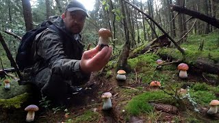 Дремучий лес продолжает радовать грибника | Шикарная лесная прогулка по старым местам | Грибы 2021