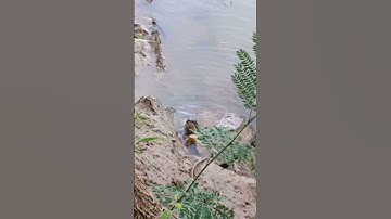 Berang-Berang/Otter Liar Yang Jinak Gak takut manusia