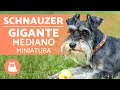El perro SCHNAUZER - miniatura, mediano y gigante