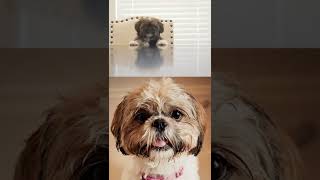 What is the Shih Tzu breed dog by Gods Creations Daily 153 views 1 year ago 1 minute, 22 seconds