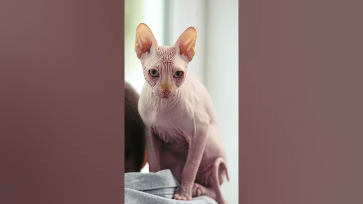 Video 5128711: sphynx explore, peterbald, hairless cat breed, curious cat, feline