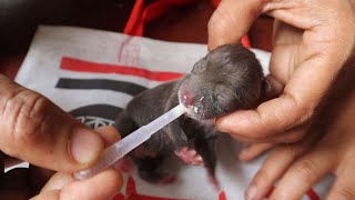 Civet Cat Hand Feeding By The Man