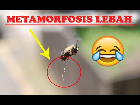  Daur  Hidup  Lebah  Metamorfosis Sempurna YouTube