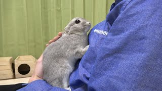 一度抱きしめあうとなかなか離れることができないうさぎと飼い主