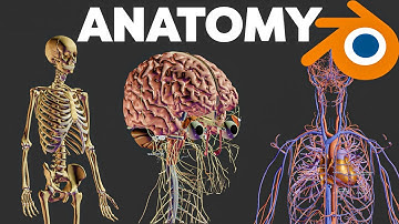 Get FREE Human Anatomy Models for Blender (Must-Have for Artists!)