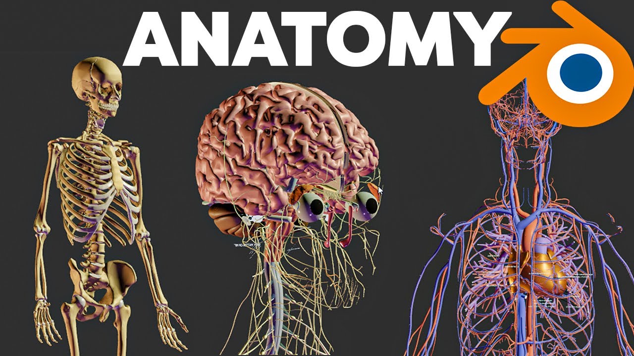 Blender में 3D Human Anatomy Free में Explore करें Z-Anatomy के साथ