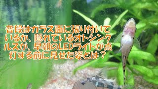 #27【アクアリウム】底砂で活動するオトシンクルス