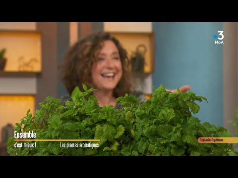 Vidéo: Cultiver des herbes italiennes - Concevoir un jardin culinaire italien