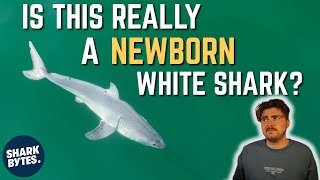Did The Malibu Artist REALLY Find A Newborn White SHARK...?