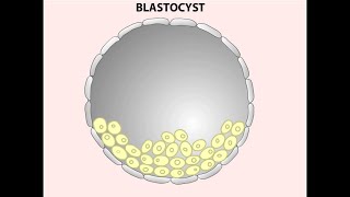 What are Human Embryonic Stem Cells?