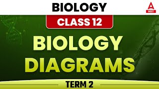 Class 12 Biology Diagrams | Biology Diagram Class 12 | Biology Diagrams for Class 12 | Term 2 bio