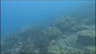 Posidonia Gardeners - Blue Sea Dive Center in Taormina