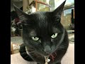黒猫「ニーナ・シモン」を歌う&rarr;【歌う黒猫】尾藤イサオさんの歌「Nina Simone/Don't Let Me Be Misunderstood」※黒猫日記-39日目