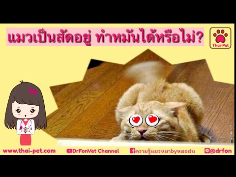 วีดีโอ: อาการเป็นสัดหลังการทำหมันในแมว