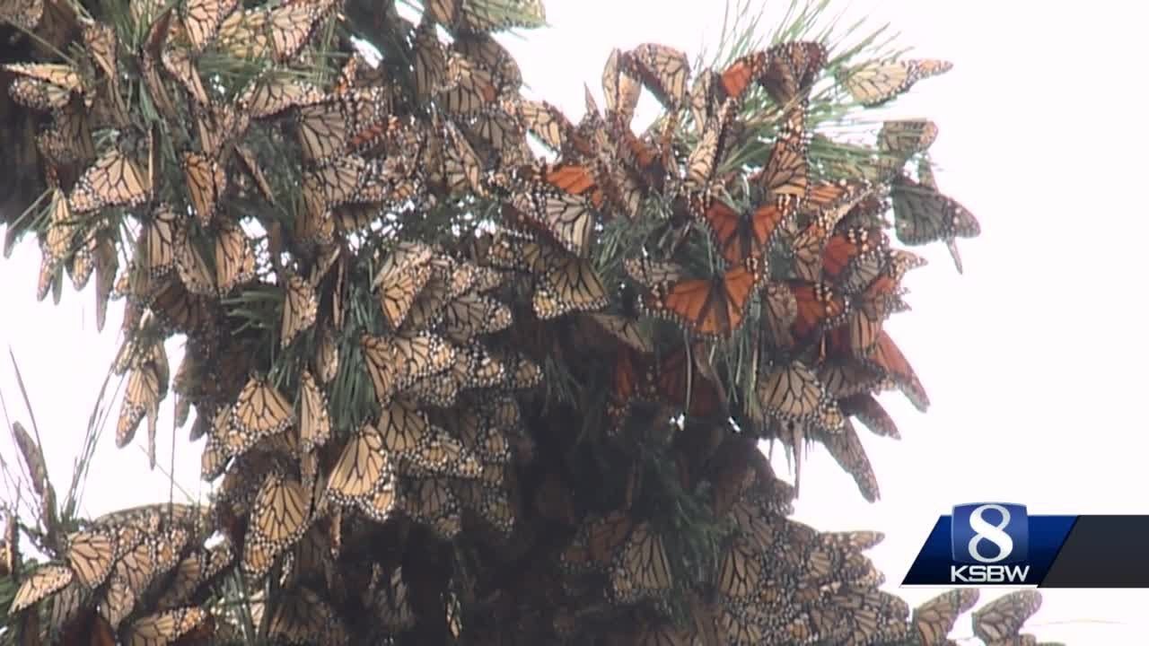Monarch butterflies are back in Pacific Grove - YouTube