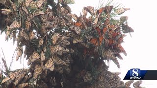 Monarch butterflies are back in Pacific Grove