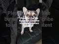 #bulldog #puppy #minnesota