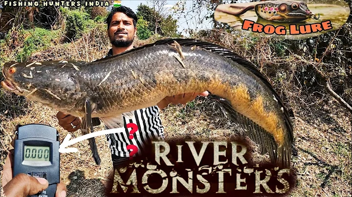 The Largest Snakehead Fish Ever Discovered