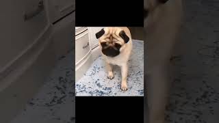 Funny Pugs