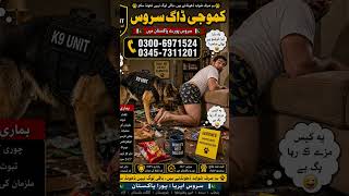 Premium Khoji &amp; fauji Dog Helpline Pakistan | Fauji Kutta Contact Raabta Phone 03006971524 Call Now