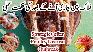 What We Should do After Disease Outbreak in Chickens | Poultry Farming with Dr. ARSHAD