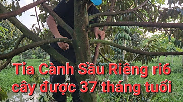 Cắt Tỉa Cành Cho Vườn Sầu Riêng Ri6 Cây Được 37 Tháng Tuổi.