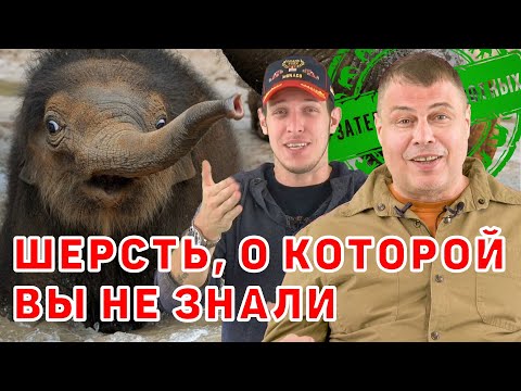 Зачем животным нужна шерсть?