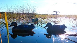 МАНОК МАХОКРЫЛ И МНОГО УТКИ! ОХОТА НА УТКУ С ЧУЧЕЛАМИ.