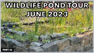 My English Garden Wildlife Pond Tour In June #gardening #wildlifepond #wildflowers