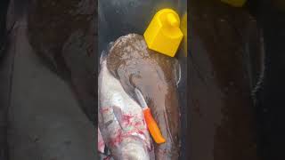 #fishing #cod #fish #outdoors #codfishing #reels #aura