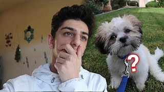 What Really Happened To My New Dog Faze Rug Youtube