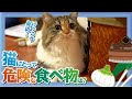 【猫雑学】猫が食べたら危険な食べ物は？