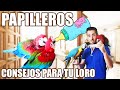 😱🐣¿COMO CRIAR LOROS PAPILLEROS? 👉CONSEJOS✍️