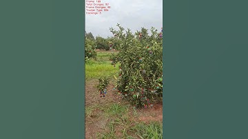 System of counting green oranges directly from trees using YOLOv4