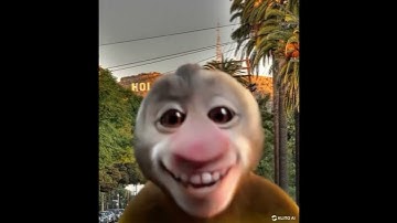 Monkey travels all across the world!