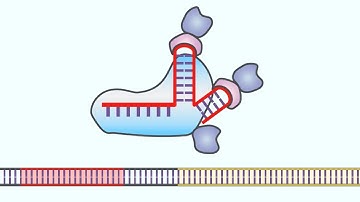 Exploding Yeast to Protect the Wild