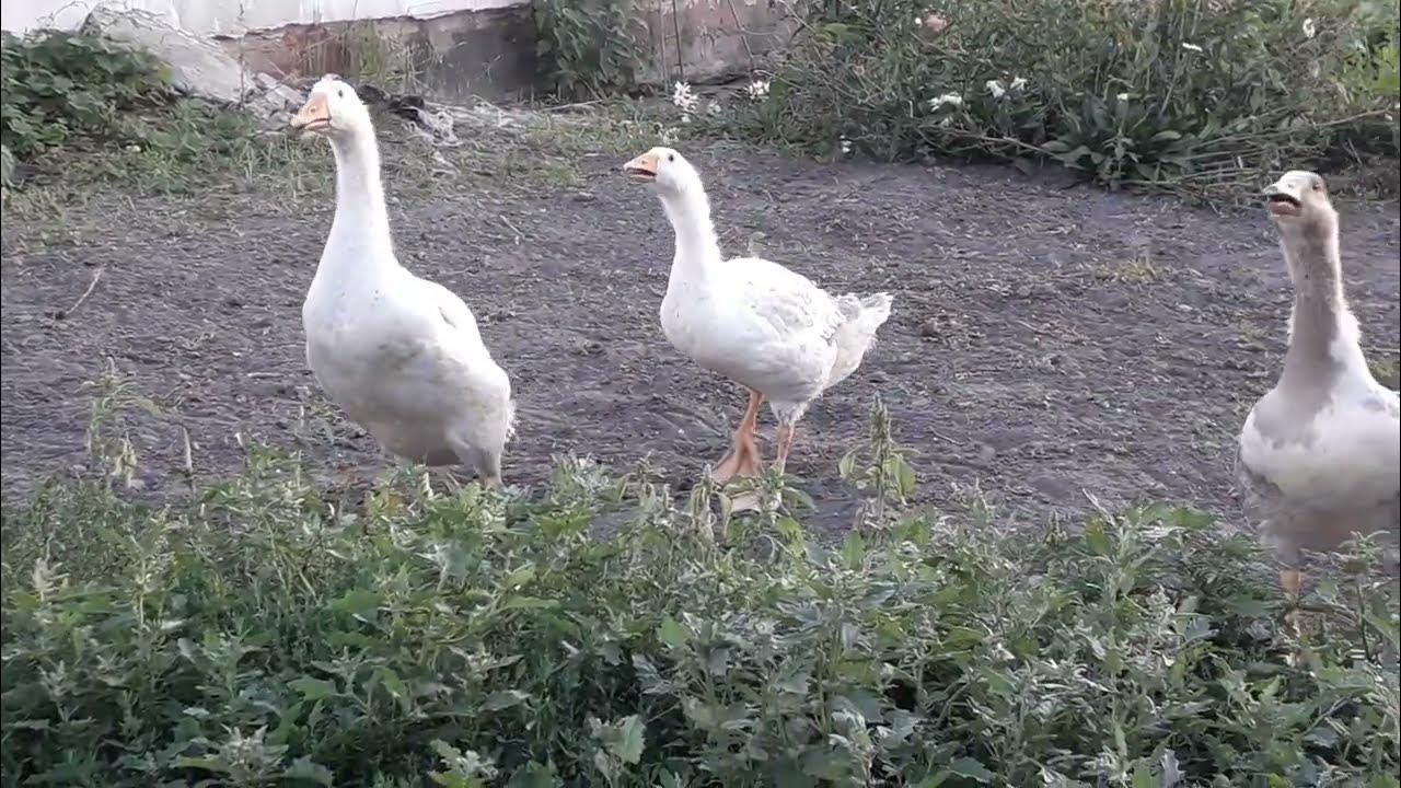 Гусь и кот))) A goose and a cat))) - YouTube