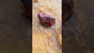 Digging up $999 worth of rocks, on a cliff from a former gold mine. #digging #rocks #goldmine
