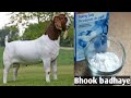 Baking soda ke fayde mitha soda khilane ka tarikatips for goats