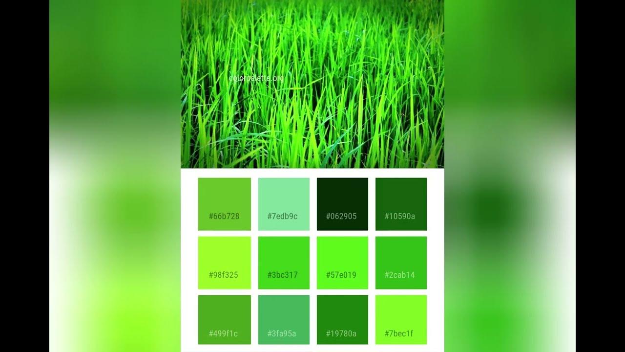 Why is Grass Green? YouTube