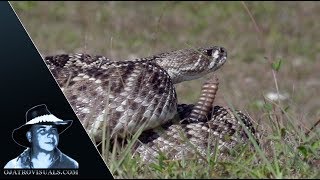 Rattlesnake Strike 01 Footage