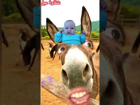 لولو يالولو ههههههههههههههههه  اللعبه   حيوانات لولو وناسه طفل صغير