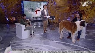 Ferdinando Munno e il suo allevamento di cani di San Bernardo