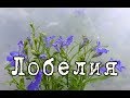 ЛОБЕЛИЯ – ампельное растение для СЕВЕРНЫХ БАЛКОНОВ. Уход и разведение в домашних условиях