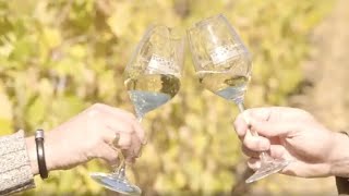 Valdeorras: El origen del godello, una variedad única para vinos blancos