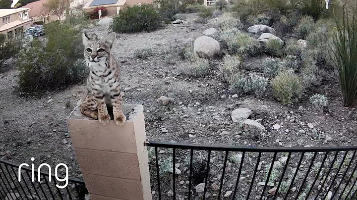 Bobcat Will Try Anything to Score a Meal | RingTV