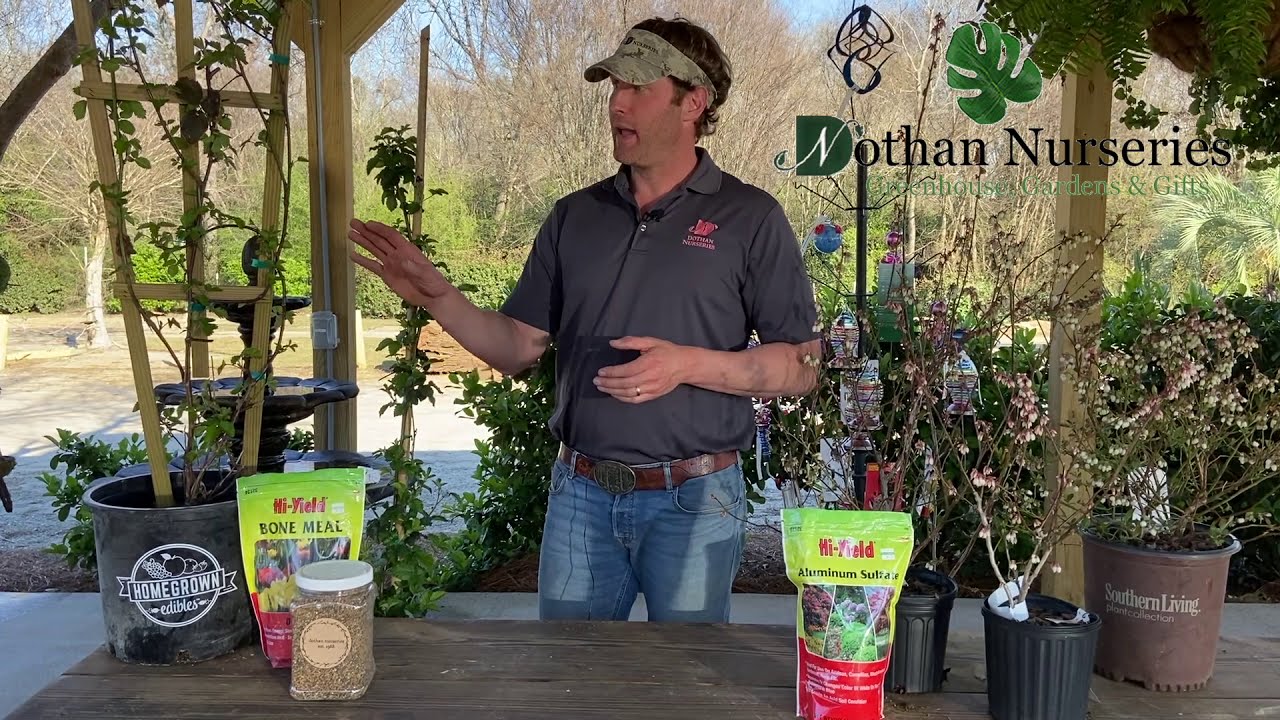 Berry Plants in Alabama